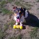 Kutya Jack Russel terrier