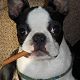 Kutya Boston terrier