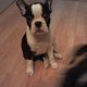 Kutya Boston terrier