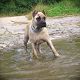 Kutya Kanári-szigeteki kutya
