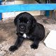Kutya Cane corso