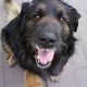 Kutya Leonberger
