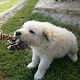 Kutya Kuvasz