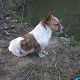 Kutya Jack Russel terrier