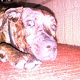 Kutya Staffordshire bullterrier