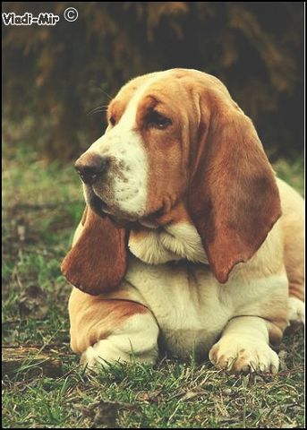 Basset hound