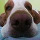 Kutya Basset hound