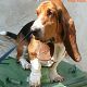 Kutya Basset hound