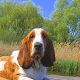 Kutya Basset hound