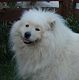 Kutya Samoyede