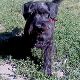 Kutya Schnauzer