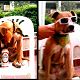 Kutya Staffordshire bullterrier