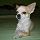BERY, Chihuahua