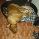 Kutya Bordeaux-i dog