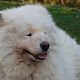 Kutya Samoyede