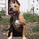 Kutya Staffordshire bullterrier