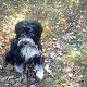 Kutya Tibeti terrier