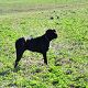 Kutya Cane corso