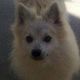 Kutya Spitz