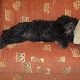 Kutya Tibeti terrier