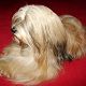 Kutya Tibeti terrier