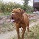 Kutya Bordeaux-i dog