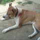 Kutya Staffordshire bullterrier