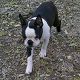 Kutya Boston terrier