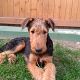 Kutya Airedale terrier