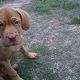 Kutya Bordeaux-i dog