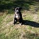 Kutya Staffordshire bullterrier