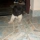 Kutya Akita inu