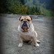 Kutya Bulldog