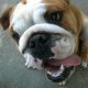 Kutya Amerikai bulldog