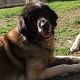 Kutya Leonberger