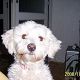 Kutya Coton de tulear
