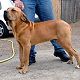 Kutya Fila brasileiro