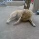 Kutya Kuvasz