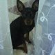 Kutya Pinscher