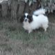 Kutya Spitz