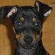 Kutya Pinscher