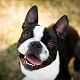 Kutya Boston terrier