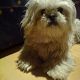 Kutya Bichon frise