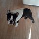 Kutya Boston terrier