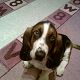 Kutya Basset hound