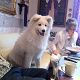 Kutya Samoyede
