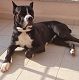 Kutya Cane corso