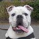 Kutya Bulldog