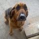 Kutya Angol véreb (Bloodhound)