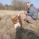 Kutya Basset hound